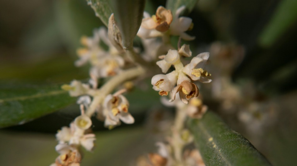 La sequ&iacute;a amenaza al olivo espa&ntilde;ol con un nuevo "a&ntilde;o negro"