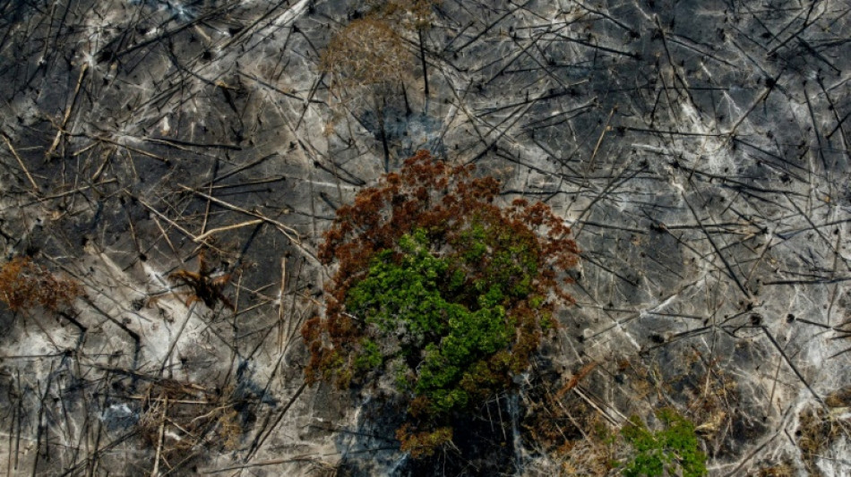 La deforestaci&oacute;n en la Amazon&iacute;a brasile&ntilde;a cae a la mitad en 2023