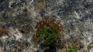 La deforestaci&oacute;n en la Amazon&iacute;a brasile&ntilde;a cae a la mitad en 2023