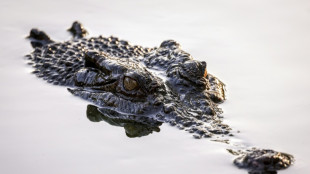 Australia investiga a un influencer estadounidense por luchar con cocodrilos
