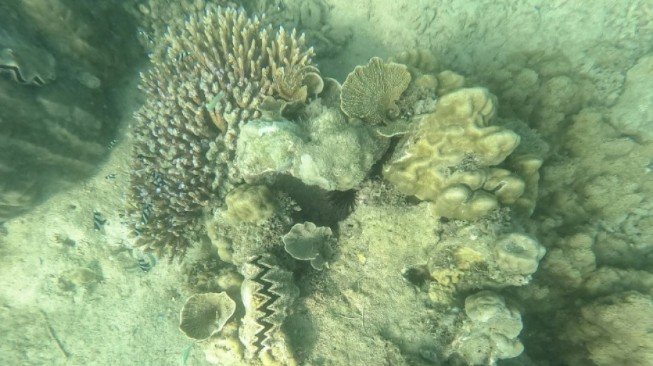 De vastes zones de r&eacute;cifs coralliens pourraient r&eacute;sister au changement climatique, selon une &eacute;tude