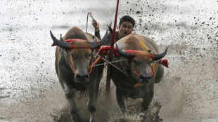 Mud, sweat and cheers: Traditional Thai water buffalo race enthralls crowds