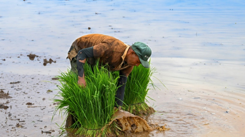 Cuba abre el comercio de productos agr&iacute;colas al sector privado