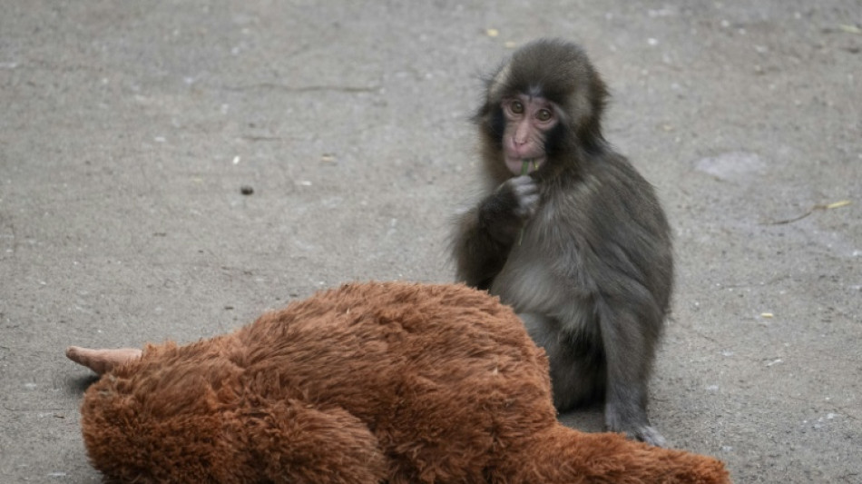 Le b&eacute;b&eacute; macaque Punch s'adapte avec courage et attire les foules dans son zoo au Japon