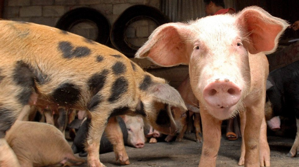 Da studio l'intreccio fra pipistrelli, allevamenti suini e virus