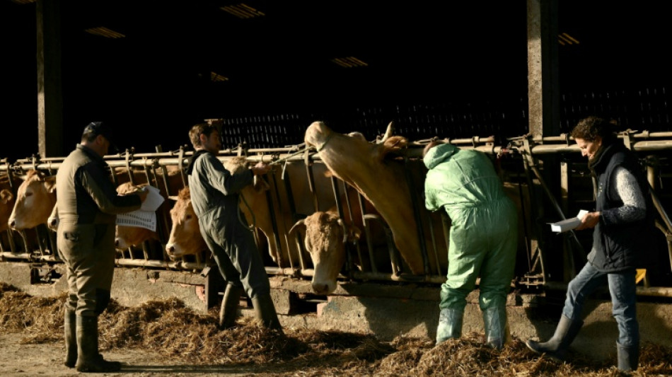 Dermatose: dans le Sud-Ouest, "mobilisation g&eacute;n&eacute;rale" pour "acc&eacute;l&eacute;rer" la vaccination