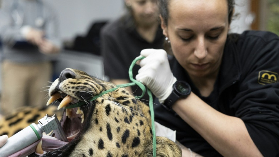 Artificial insemination raises hopes for world's rarest big cat