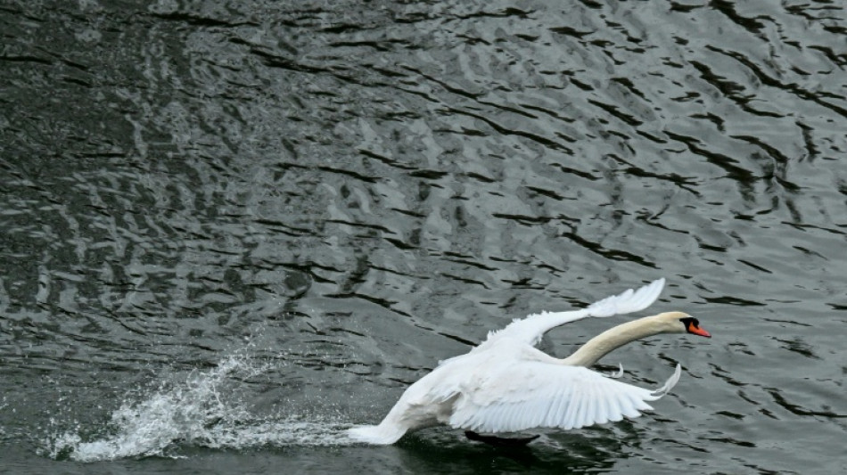 Schreiender Schwan sorgt f&uuml;r n&auml;chtlichen Polizeieinsatz in Mecklenburg-Vorpommern
