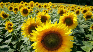 Gse e Unem insieme per lo sviluppo dei biocarburanti