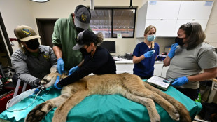 Un gigantesco 'ecoducto' proteger&aacute; a los pumas de California