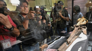 Identifican cr&aacute;neo de delf&iacute;n de 16 millones de a&ntilde;os de antig&uuml;edad que habit&oacute; en Amazonia de Per&uacute;