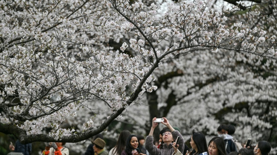 Turistas y locales, maravillados ante los cerezos en flor en Tokio