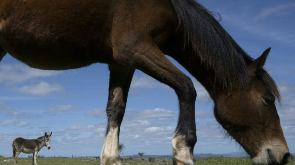 Pferd knabbert Sportwagen in Th&uuml;ringen an - mehrere tausend Euro Schaden
