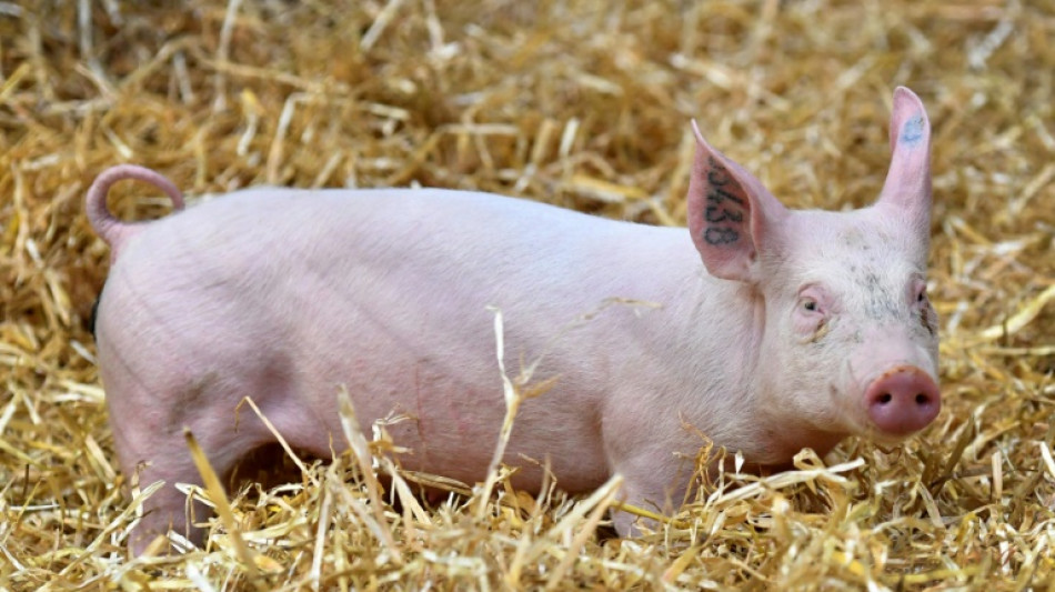 Experten-Vorschlag f&uuml;r h&ouml;here Mehrwertsteuer auf Fleisch - Bauern dagegen