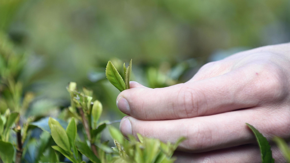 Possibile coltivare tè sulla Luna ma non su Marte