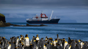 Ping&uuml;inos reales enfrentan amenaza del cambio clim&aacute;tico en el conf&iacute;n del &Iacute;ndico