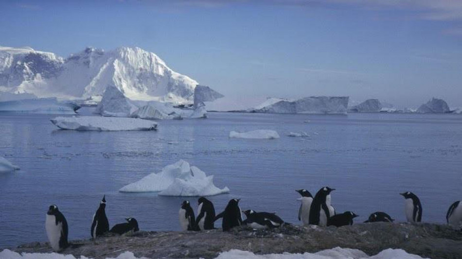 I pinguini anticipano la stagione riproduttiva per il cambiamento climatico