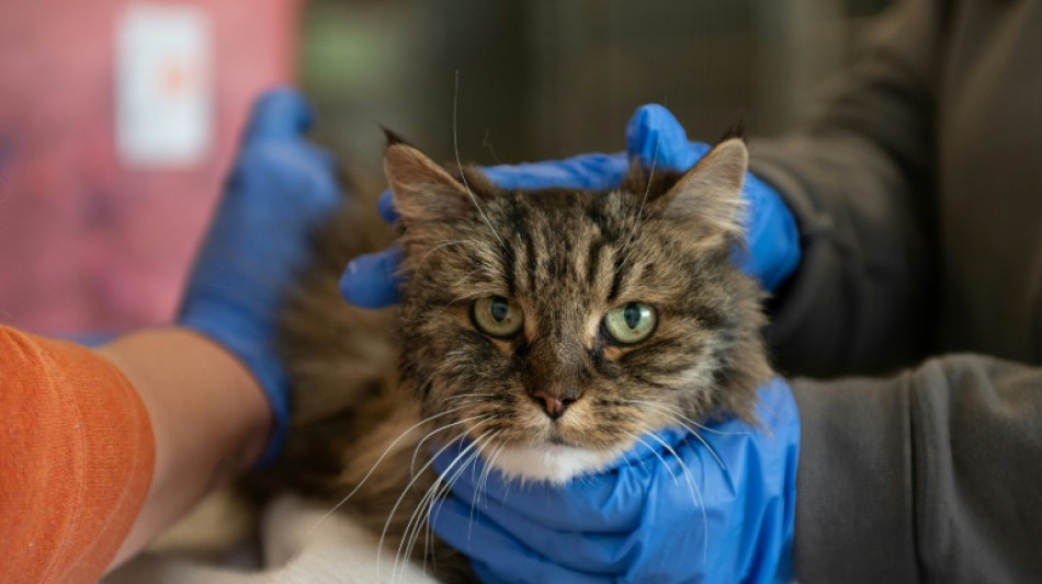 Una gata, &uacute;nica sobreviviente de ca&iacute;da con una pareja en ca&ntilde;&oacute;n de EEUU