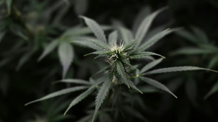 Ermittler entdecken nach Hausbrand in Nordrhein-Westfalen große Marihuanaplantage