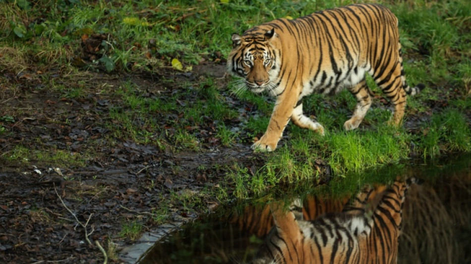 T&ouml;dliche Sch&uuml;sse auf entlaufenen Tiger: Ermittlungen zu Ausbruch in Schkeuditz