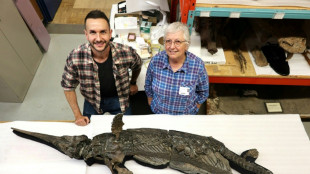 New species of Jurassic 'sword dragon' found in UK