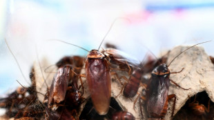 El az&uacute;car para atrapar a las cucarachas cambia los h&aacute;bitos nupciales de los machos