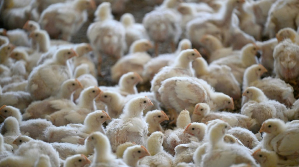 &iquest;"Nuggets" en vez de bistecs? Soluci&oacute;n para el cambio clim&aacute;tico pero no para el resto