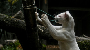 El hallazgo de la primera ocelote albina alerta sobre la deforestaci&oacute;n en Colombia