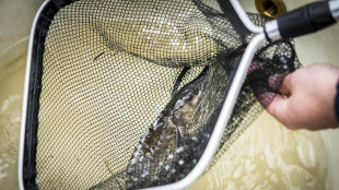 Lo storione dell'Adriatico torna a popolare i fiumi italiani