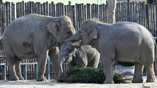 Los elefantes asi&aacute;ticos entierran a sus peque&ntilde;os muertos y los lloran