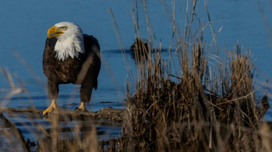 L'administration Trump affaiblit la protection des habitats naturels des esp&egrave;ces menac&eacute;es