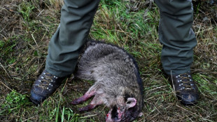 B&eacute;lgica, ante la dif&iacute;cil tarea de enfrentar la propagaci&oacute;n de mapaches