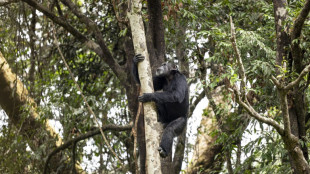 Chimps ingest alcohol daily: study