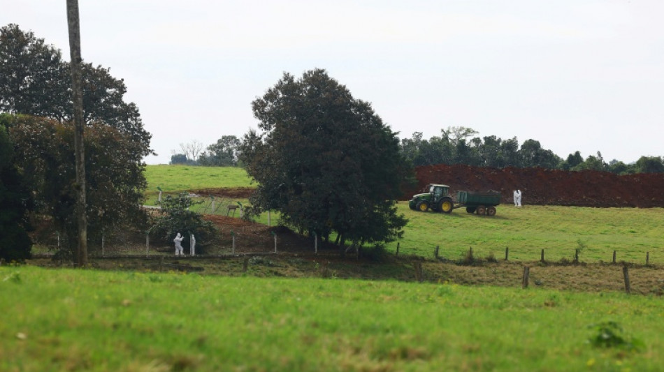 Brasil se declara libre de gripe aviar tras el brote que afectó sus exportaciones