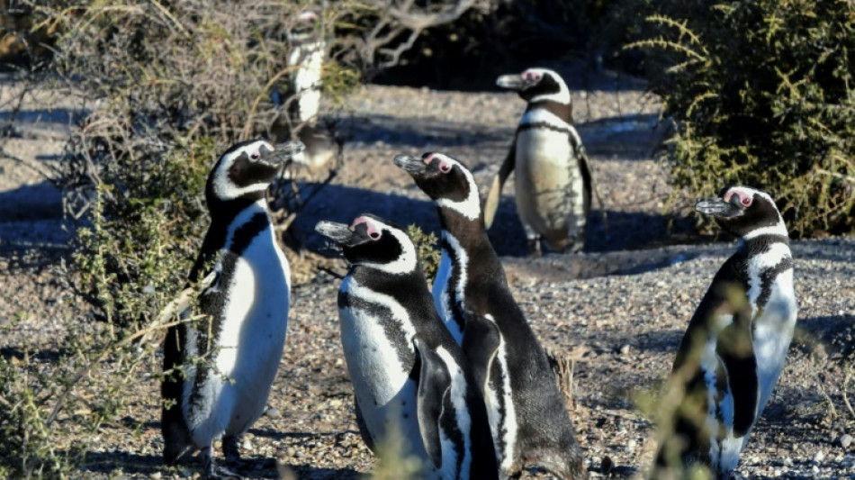 Argentine farmer sentenced for killing penguin chicks