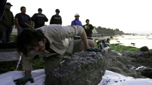 Descubren un tesoro en Chile: f&oacute;siles de un reptil marino de 70 millones de a&ntilde;os