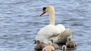 Siebenköpfige Schwanenfamilie sorgt für Polizeieinsatz in Mecklenburg-Vorpommern