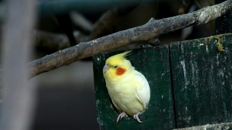 Papagei b&uuml;xt in Nordrhein-Westfalen aus und fliegt in fremde Wohnung