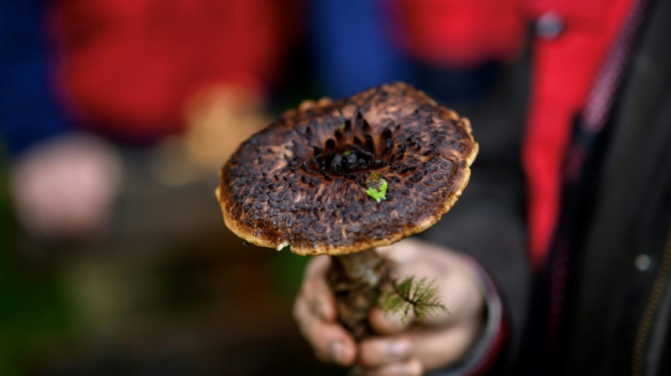 Grogne en Suisse des cueilleurs de champignons contre des mesures de protection de la biodiversit&eacute;
