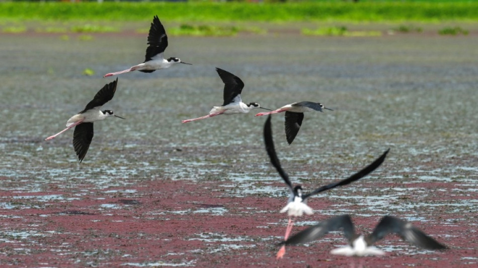 Colômbia foi o país mais perigoso para ambientalistas em 2024