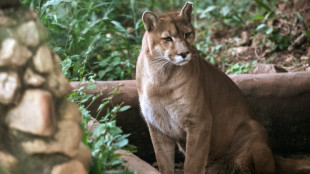Un santuario en Sao Paulo al rescate de pumas acechados por la urbanización