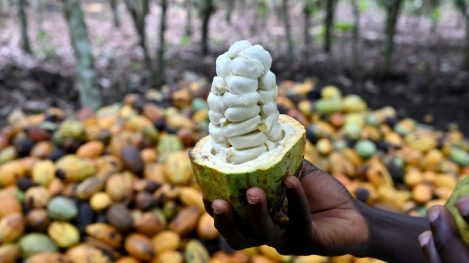 Los peque&ntilde;os productores de cacao temen una nueva ley europea contra la deforestaci&oacute;n
