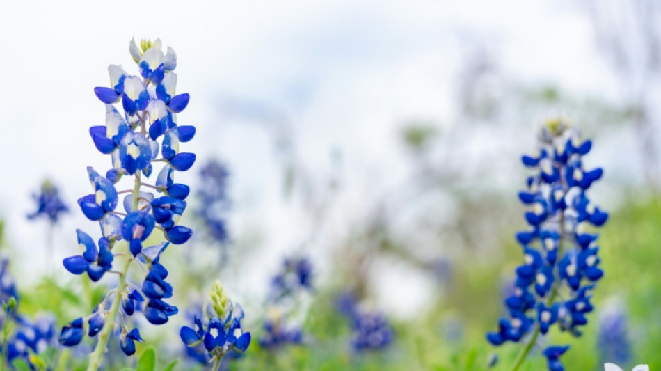 Bundesinstitut für Risikobewertung: Lupinensamen können zu Vergiftungen führen