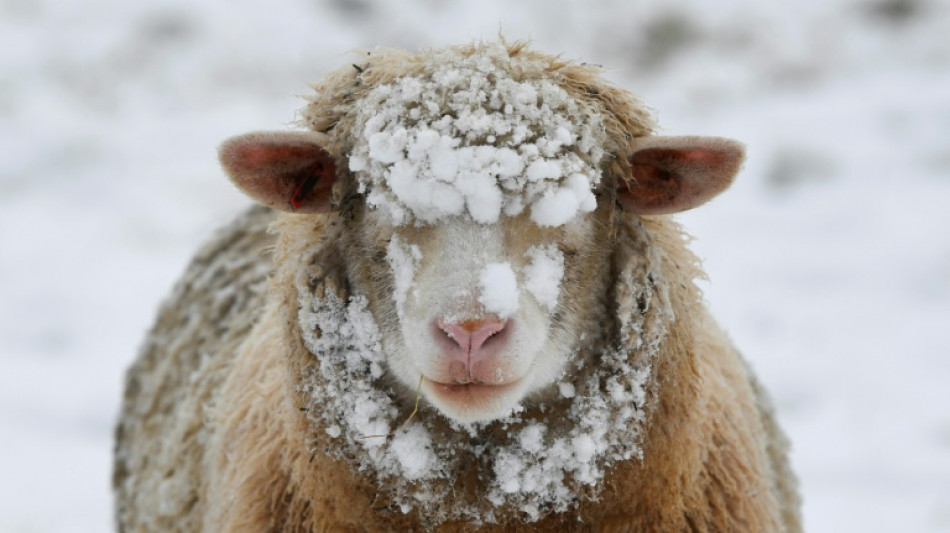 20-J&auml;hriger stiehlt in Erfurt zwei Schafe und h&auml;lt sie in Wohnhaus