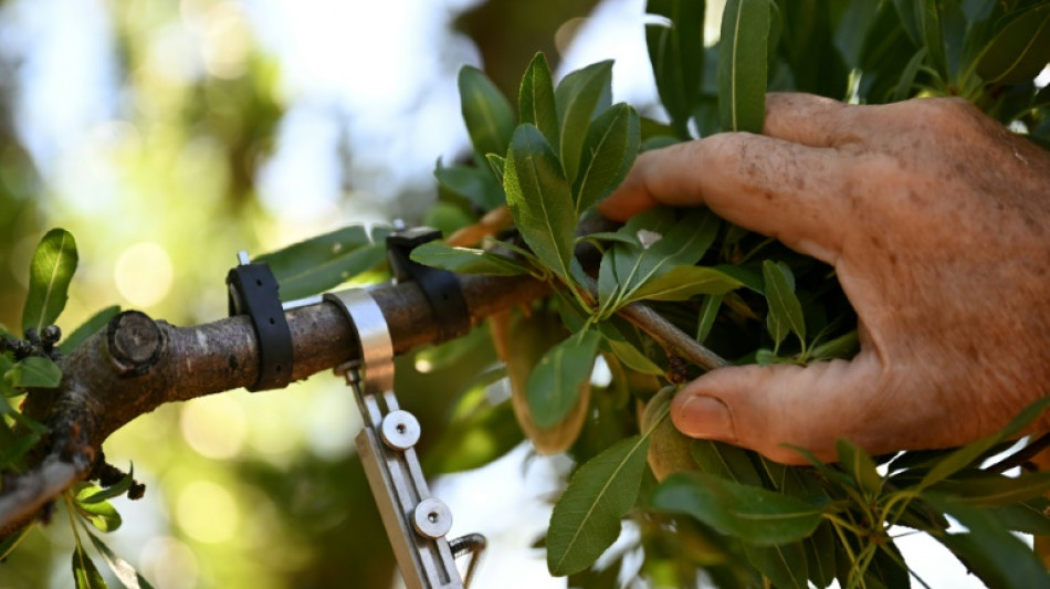 Moins d'eau, plus de capteurs: des agriculteurs se convertissent au goutte-&agrave;-goutte connect&eacute;