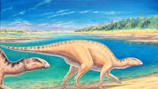 Identifican a "Gonkoken nanoi", dinosaurio con pico de pato que habit&oacute; la Patagonia chilena