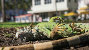 Iguanas fall from trees in Florida as icy weather bites southern US