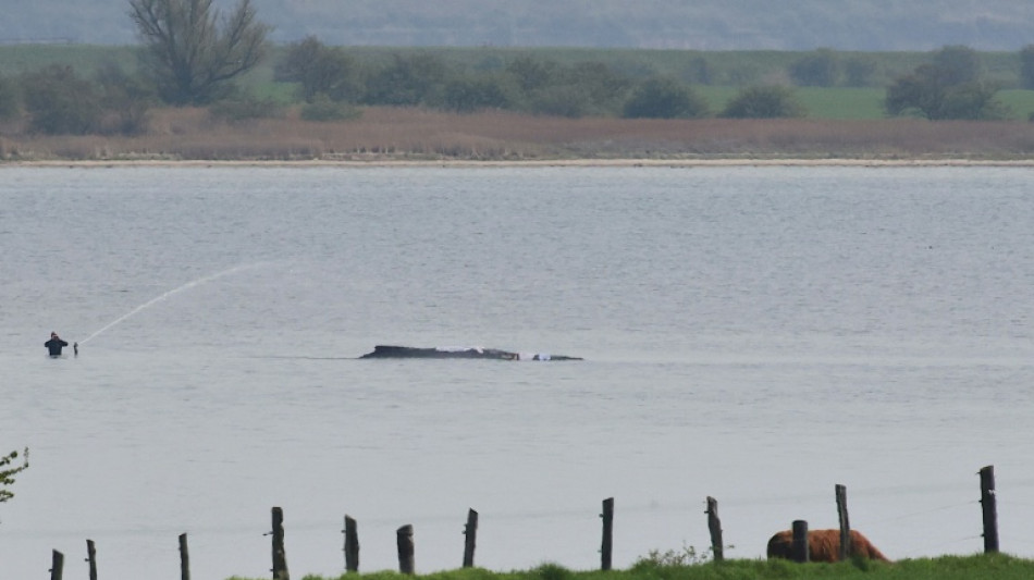 Wal-Rettung verz&ouml;gert sich weiter - Initiative erhebt Vorw&uuml;rfe gegen Beh&ouml;rden