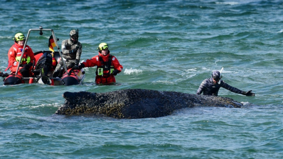 Allemagne : la baleine de nouveau coinc&eacute;e sur la c&ocirc;te baltique