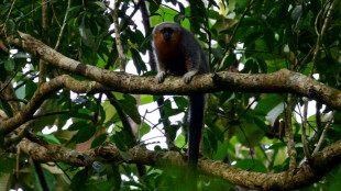 Course contre la montre pour sauver des singes menacés d'Amazonie 
